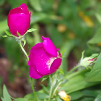 Callirhoe involucrata